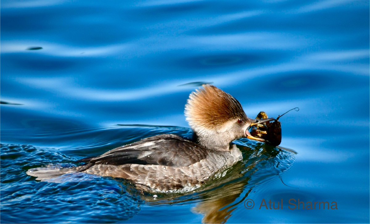 Atul1212's tweet photo. The Hooded merganser
 (Lophodytes cucullatus) is a species of fish-eating duck in the subfamily Anatinae. It is the only extant species in the genus Lophodytes. #IndiAves #BBCWildlifePOTD #ThePhotoHour #birding #BirdsOfTwitter #costarica #unoitsmi @NikonIndia #hoodedmerganser https://t.co/EdeenJLDOO
