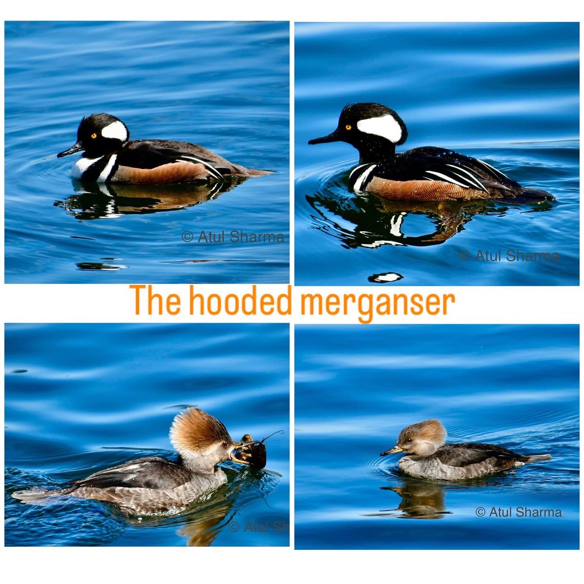 Atul1212's tweet photo. The Hooded merganser
 (Lophodytes cucullatus) is a species of fish-eating duck in the subfamily Anatinae. It is the only extant species in the genus Lophodytes. #IndiAves #BBCWildlifePOTD #ThePhotoHour #birding #BirdsOfTwitter #costarica #unoitsmi @NikonIndia #hoodedmerganser https://t.co/EdeenJLDOO