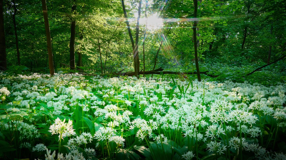 Wild Garlic
#AffinityPhoto #madeinaffinity #affinitybyserif #affinityphoto #affinityphoto2 ⁦<a href="/Affinity/">Affinity</a>⁩ ⁦<a href="/affinitytuts/">Affinity Tutorials</a>⁩