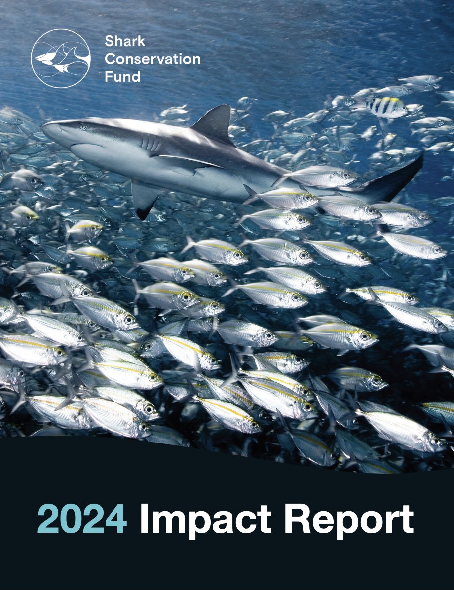 ICYMI, the #SharkConservationFund released its 2024 Impact Report!

Highlights include:

🦈 19 policy changes impacting 79 #shark and ray species.

🌏 8 new protected areas, covering 30,165km2.

📚 19 publications, 3 of which were published in <a href="/ScienceMagazine/">Science Magazine</a>

Check it out: