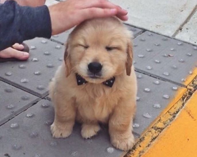 Animal Lover tweet media