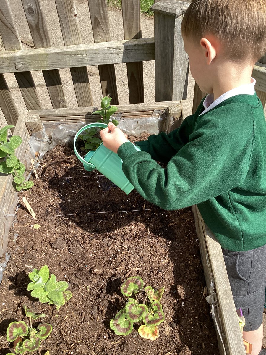 Owl Class are buzzing about bees.We’ve been watching them at work on our apple trees. They’re collecting nectar &amp; whilst they do it, they’re helping our blossoms turn into apples! We’re going to help them too, by planting more flowers and with our bee rescue syrup.  #savethebees