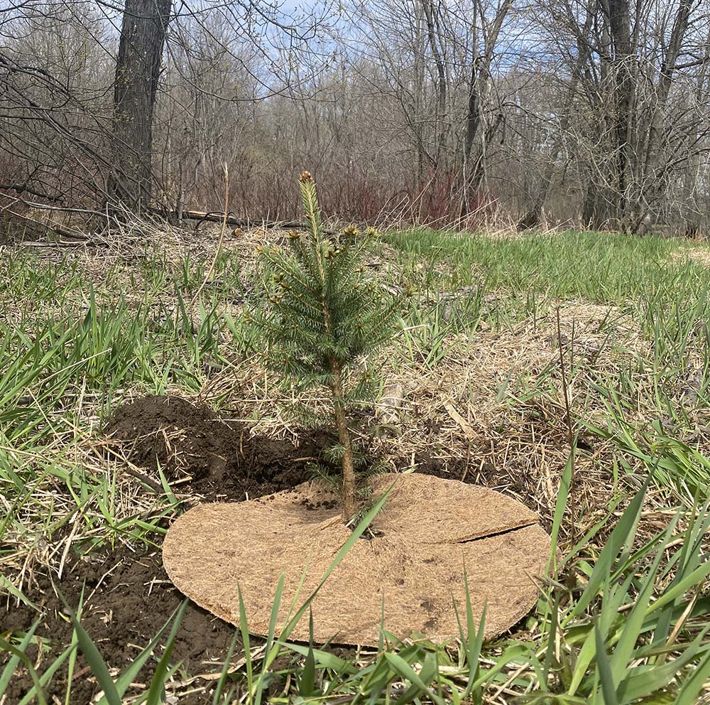 Huge thanks to all of our hard-working staff &amp; volunteers who helped plant 600 native trees &amp; shrubs at our new conservation property near Perth on Saturday! 🎉🌳🥾🌱 These new trees will enhance the buffer along the Tay River &amp; support better water quality for the entire system.
