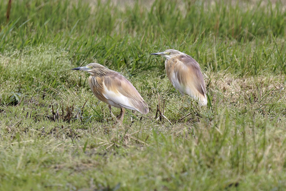 Une belle observation tout près de chez moi : deux crabiers chevelus dans la plaine de Crolles
#isere #crolles #crabierchevelu