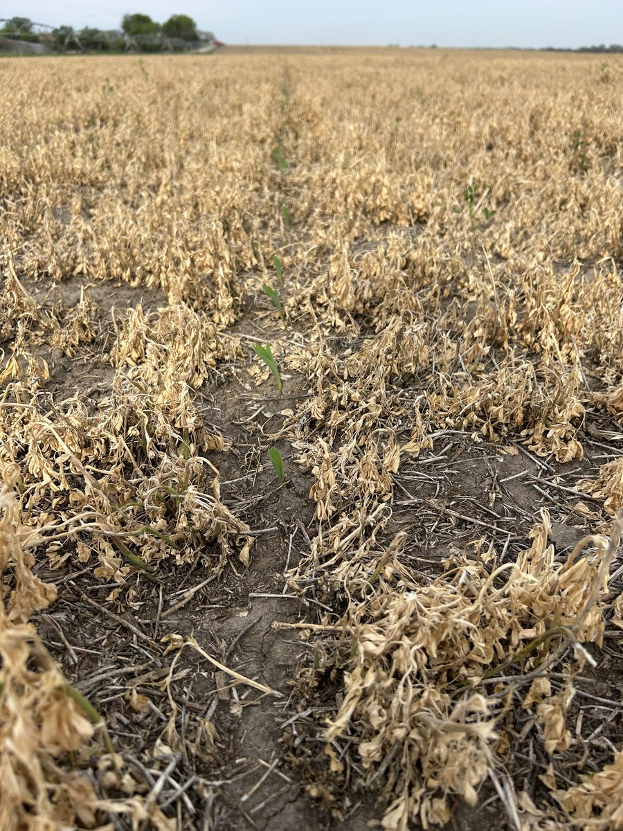 ‘25 is a go! Nice to see some green crops again. 🤞🏻for some timely rains and the 89 year cycle isn’t quite as ugly as it was in the 30’s… Time will tell. Good luck!