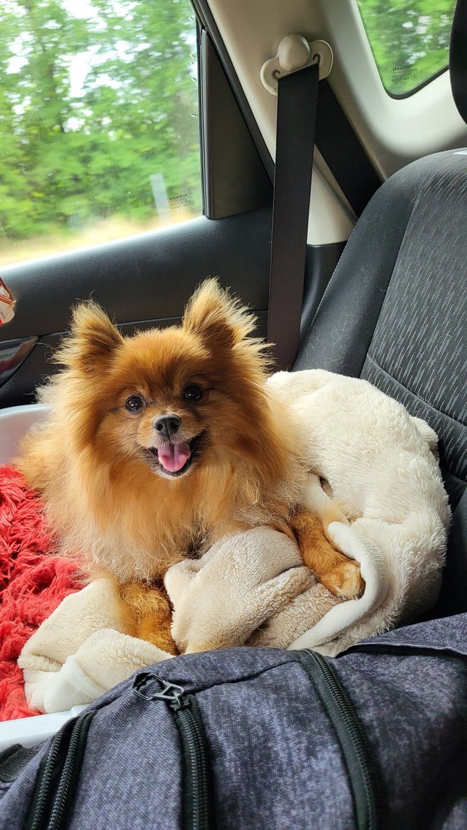 MLJadennn's tweet photo. You were the best dog I could ask for CJ, I will never forget you, rest in peace little buddy. https://t.co/cwgQ3E5qQa