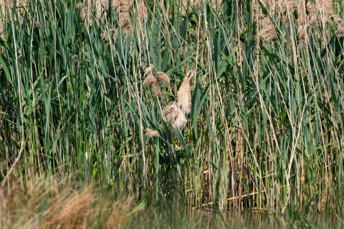martin price (@smart0406) on Twitter photo No prize winning shots today with a haze spoiling any long distant shots. Common Sandpiper from Robbie Garnett, Reed Warbler from the Knott, Bluethroat from the Shepherd's Hut and Bittern from the Van de Bovenkamp at <a href="/WWTSlimbridge/">WWT Slimbridge</a> <a href="/slimbridge_wild/">Slimbridge Sightings</a> #GlosBirds #BirdsSeenIn2025 No prize winning shots today with a haze spoiling any long distant shots. Common Sandpiper from Robbie Garnett, Reed Warbler from the Knott, Bluethroat from the Shepherd's Hut and Bittern from the Van de Bovenkamp at <a href="/WWTSlimbridge/">WWT Slimbridge</a> <a href="/slimbridge_wild/">Slimbridge Sightings</a> #GlosBirds #BirdsSeenIn2025