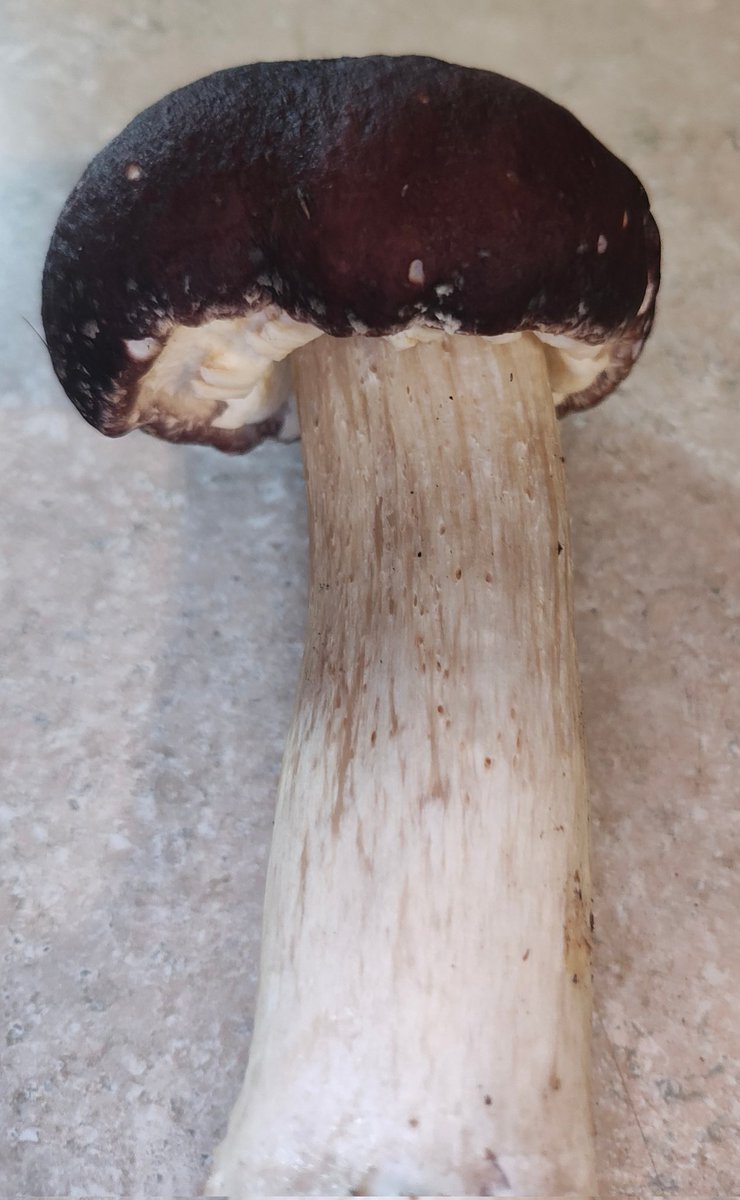 Michell5309's tweet photo. I don't post much.  I'm a certified herbalist and I'm really into mushroom hunting and foraging medicinal plants. And I don't see many people posting on here about that, so I really don't post about it.  But this morning I was so excited when I found this and had to post this.  Last spring I planted spores of Almond mushrooms and Wine Cap mushrooms on top of my potatoes I had already planted.  Nothing happened, so I dug up the potatoes in the fall. And I completely forgot about the mushrooms.  This morning I found a Wine Cap mushroom. So now I'm going to check every morning.....lol