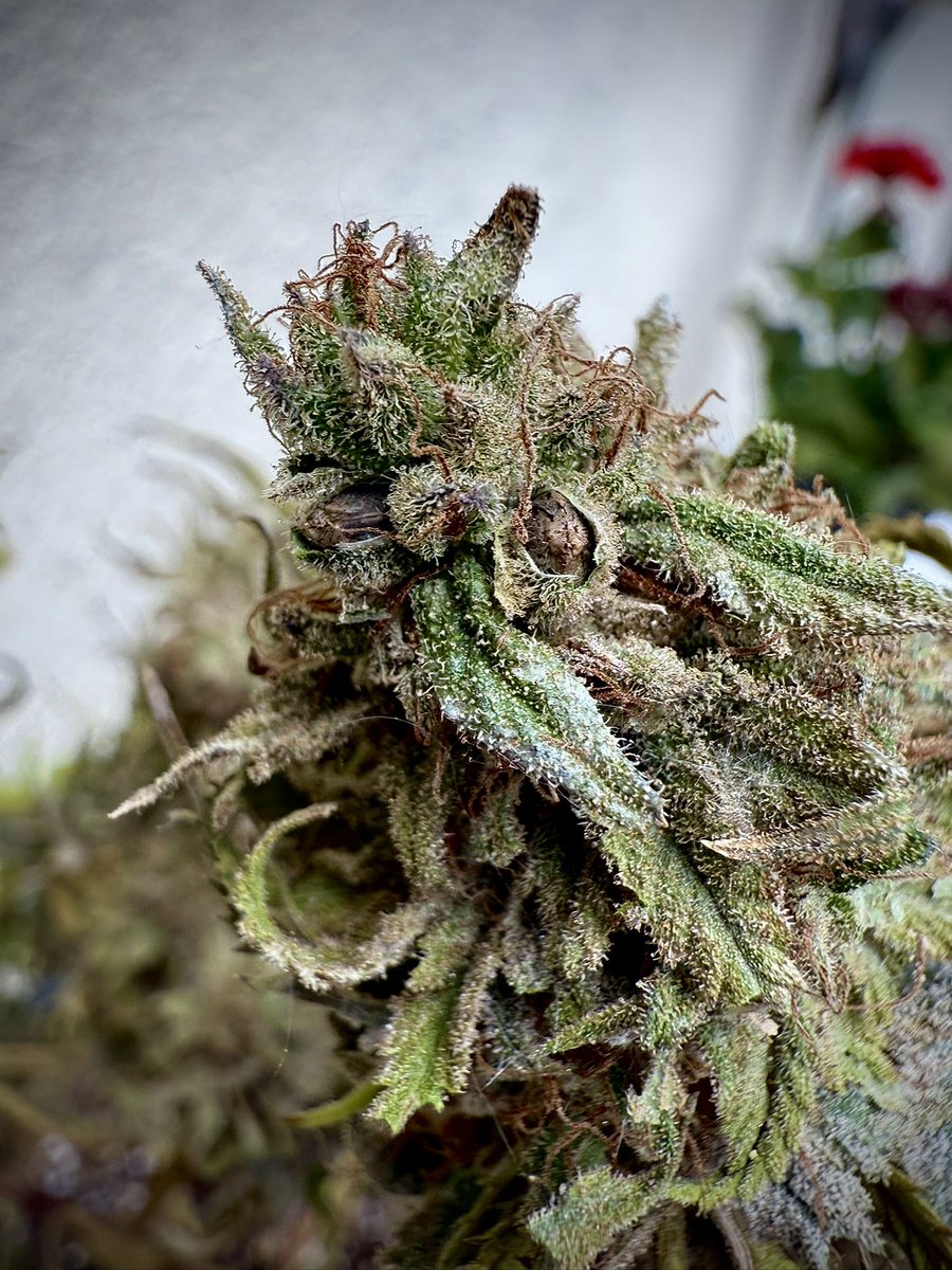 It seems we were indeed able to produce some seeds! 😎

Super exciting!

Not the most beautiful buds I’ve ever produced but again, I neglected these girls for a couple weeks during the move so it happens 🤷🏽‍♂️

But since we have some extra seeds there will be a new round coming