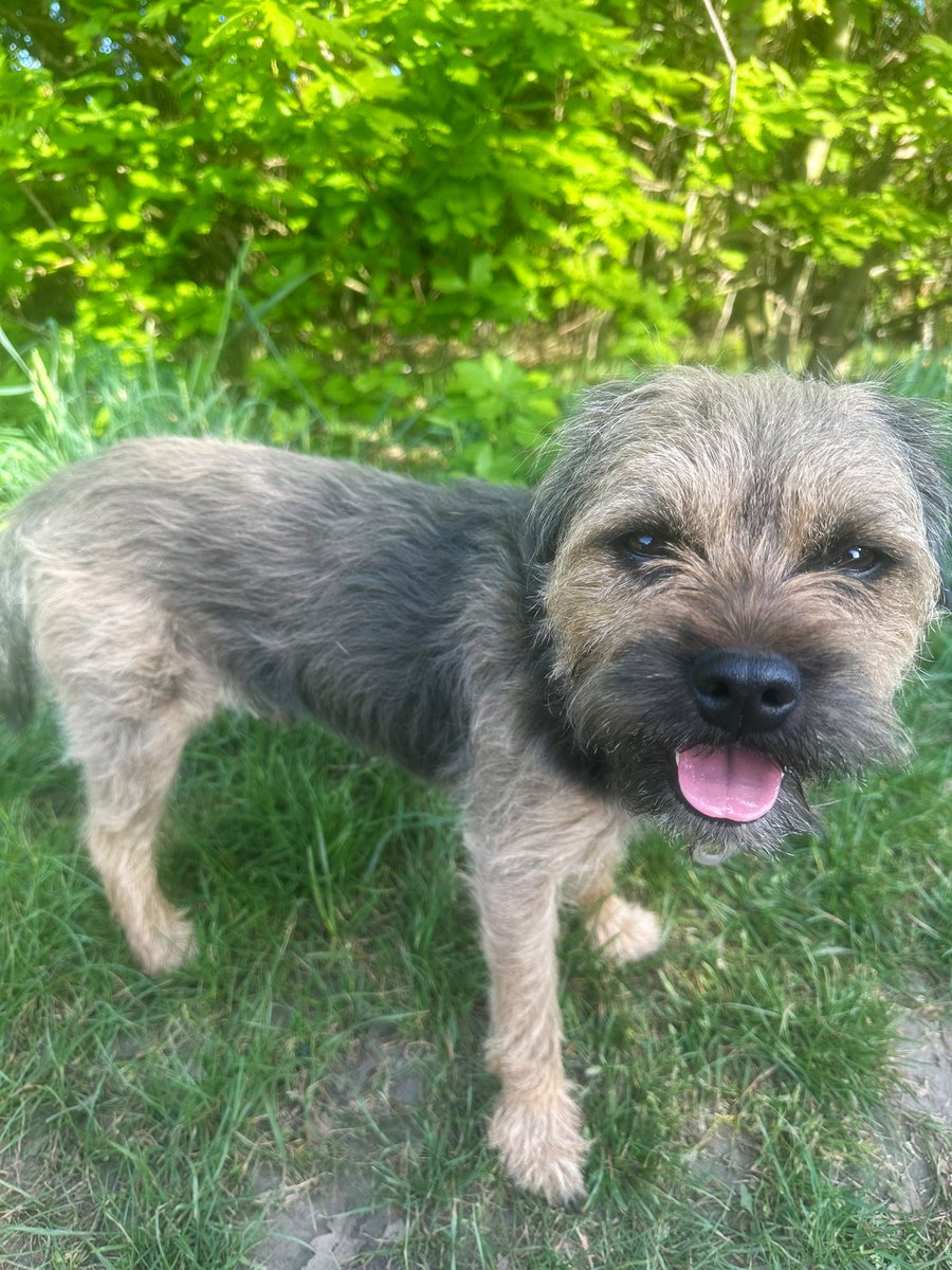 Riley_roo888's tweet image. I heard there is a new colour BT on the market…tis called dusty 🤭🤭 (pic doesn’t do it justice) #BTPosse #LovesARoll #DustyBoy