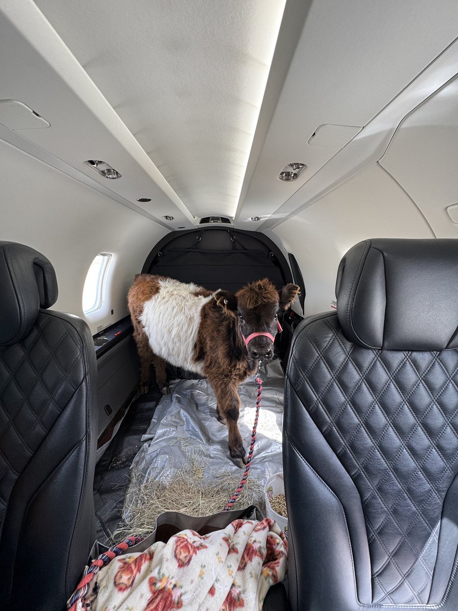 You’re squeezed in coach and this baby cow flies private

You are not locked in bro