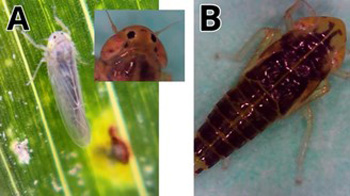 KStateAgron's tweet photo. K-State & partners launch statewide monitoring for #corn stunt & corn leafhopper after 2024 detection in Kansas. Early detection of corn leafhoppers is a vital component of corn stunt management. Learn more here: https://t.co/7DA1e5R02t #cornstunt #ksag #cropprotection @rodrigobonofre @westksbugs