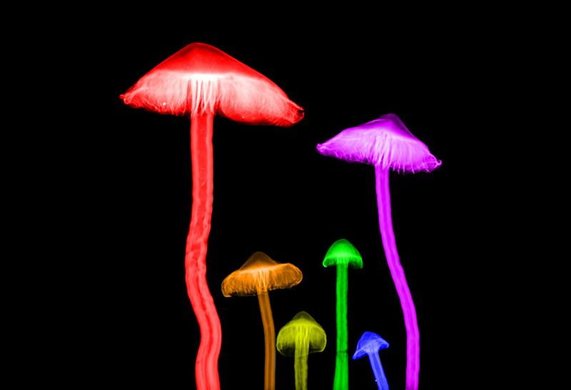 Nominations are now open for the British Mycological Society's 2025 awards. Nominate someone who has made an outstanding contribution to fungal biology #research, field #mycology and #conservation, or fungal #outreach. Deadline: 31 May
➡️britmycolsoc.org.uk
#fungi #Awards