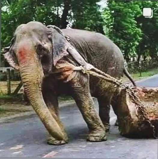 Ellie CG tweet media