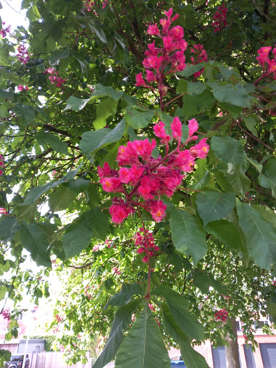 Ilse82667651's tweet image. Half uur natuur.
#JoyInSpring