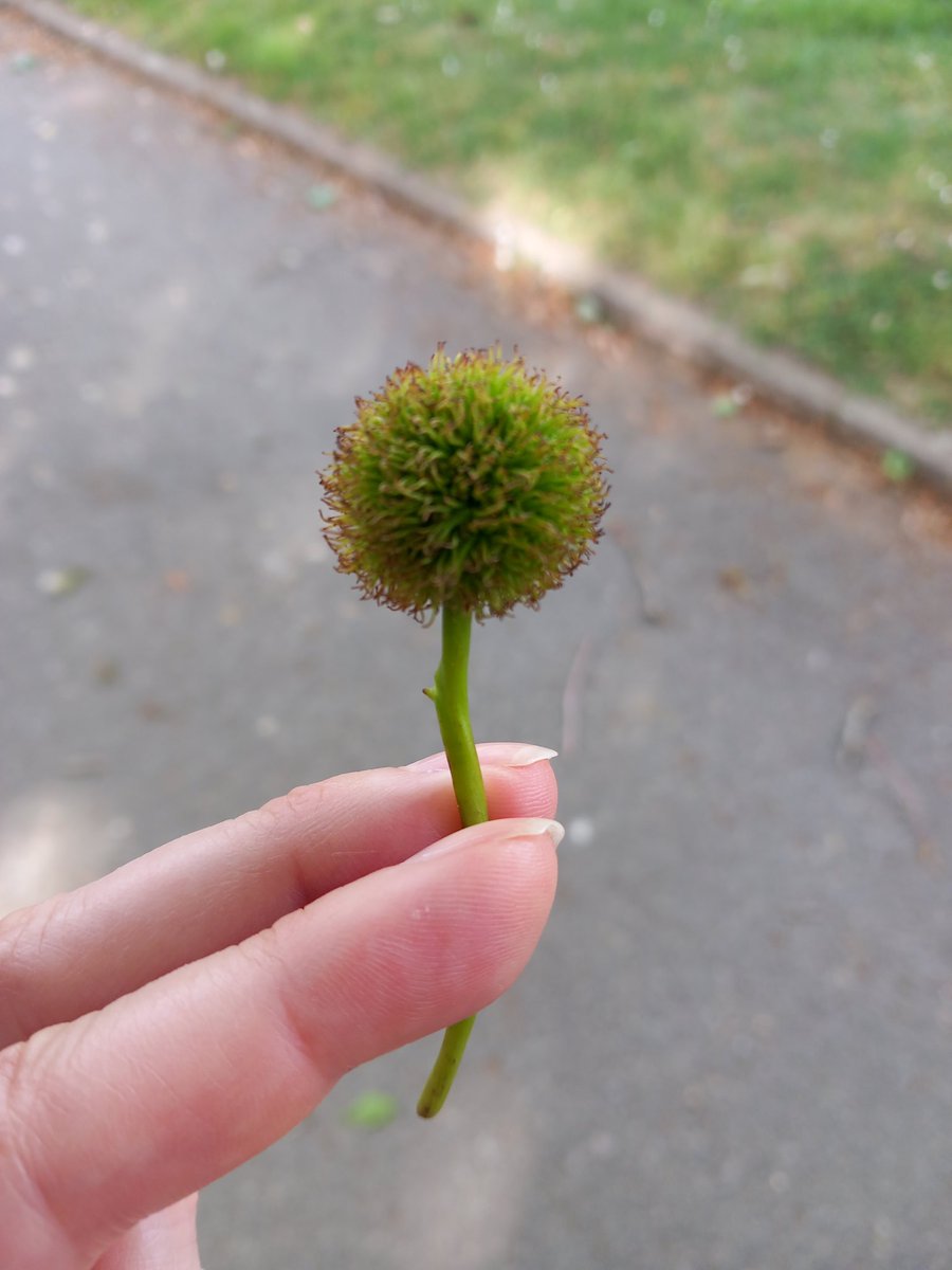 Ilse82667651's tweet image. Half uur natuur.
#JoyInSpring