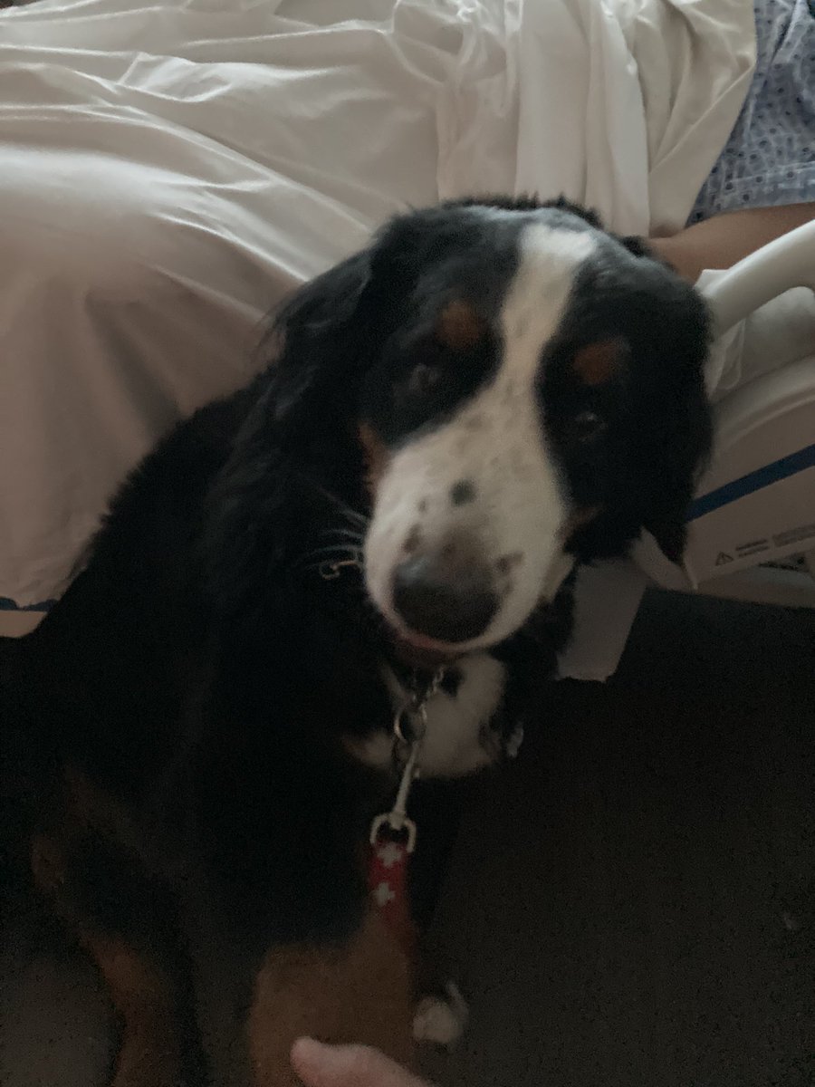Dave Mishkin (@davemishkin) on Twitter photo Stella was at <a href="/TGHCares/">Tampa General Hospital</a> for Nurses Week and visited patients with her friend Dug! Stella was at <a href="/TGHCares/">Tampa General Hospital</a> for Nurses Week and visited patients with her friend Dug!