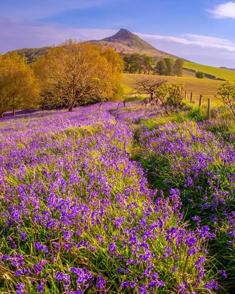 Name a more beautiful sight 😍👇

Bluebell season has well and truly sprung at Roseberry Topping and we can't get enough of these striking images!

Credit 📸: Kimberley Risk