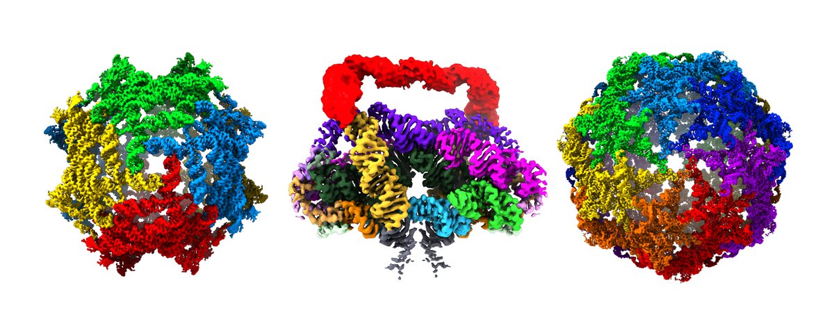 SLAC (@slaclab) on Twitter photo Pretty new discovery! 💎
SLAC and <a href="/Stanford/">Stanford University</a> researchers using cryogenic electron microscopy showed for the first time that large RNA complexes can assemble without the help of proteins, expanding our understanding of RNA folding and function: stanford.io/3GEaHGs Pretty new discovery! 💎
SLAC and <a href="/Stanford/">Stanford University</a> researchers using cryogenic electron microscopy showed for the first time that large RNA complexes can assemble without the help of proteins, expanding our understanding of RNA folding and function: stanford.io/3GEaHGs