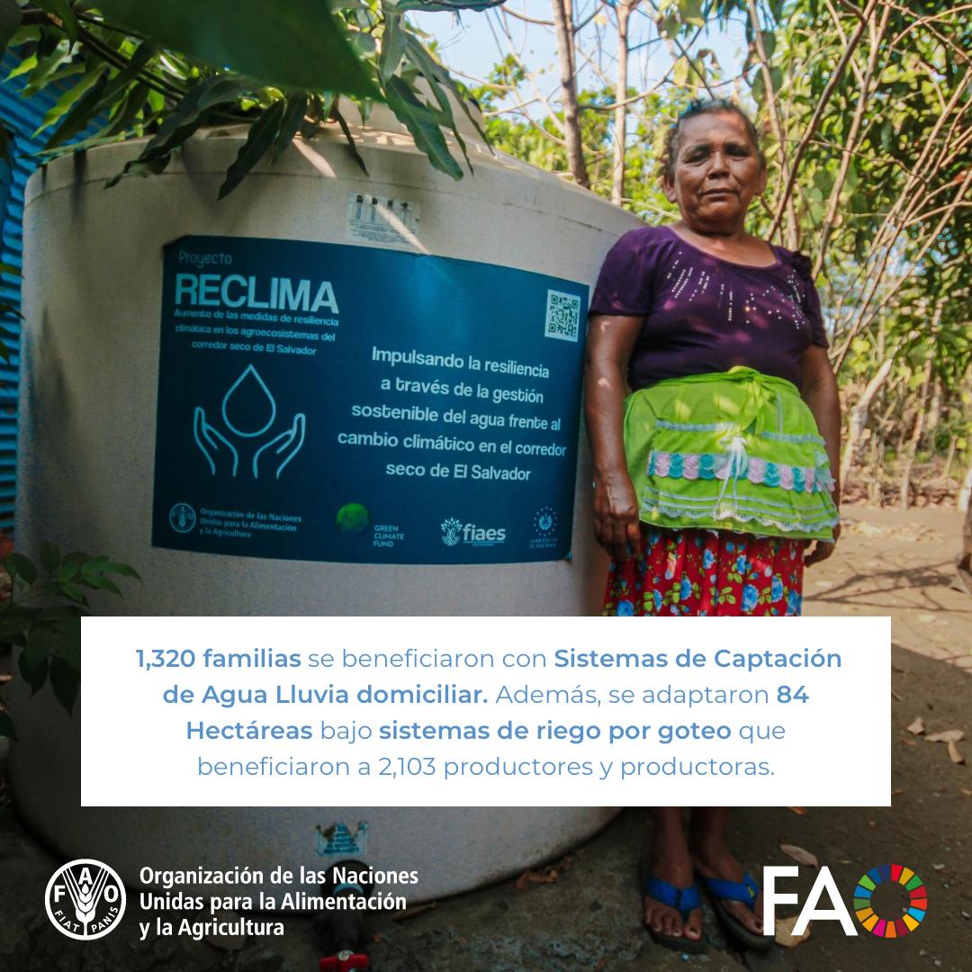 FAO El Salvador (@faoelsalvador) on Twitter photo Con el proyecto #RECLIMA, financiado por
<a href="/theGCF/">Green Climate Fund</a> 1⃣, 3⃣2⃣0⃣ familias se beneficiaron con sistemas de captación de agua lluvia domiciliar y 2⃣,1⃣0⃣3⃣ productoras y productores se beneficiaron con sistemas de riego por goteo.
<a href="/FAOclimate/">FAO Climate Change & Biodiversity</a> Con el proyecto #RECLIMA, financiado por
<a href="/theGCF/">Green Climate Fund</a> 1⃣, 3⃣2⃣0⃣ familias se beneficiaron con sistemas de captación de agua lluvia domiciliar y 2⃣,1⃣0⃣3⃣ productoras y productores se beneficiaron con sistemas de riego por goteo.
<a href="/FAOclimate/">FAO Climate Change & Biodiversity</a>