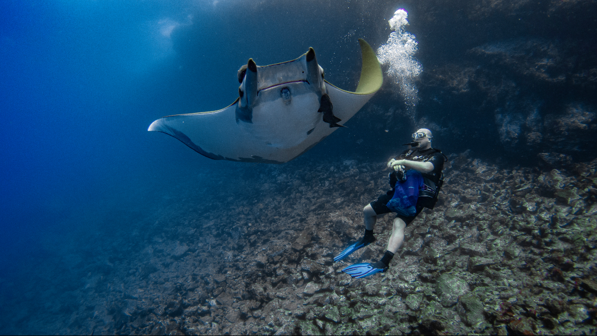 Every dive on St Helena is full of marine life - some are lucky to have devil ray encounters.

#StHelena #StHelenaIsland #SouthAtlanticOcean #BreathOfFreshAir #DiveStHelena #OffTheBeatenTrack #Travel