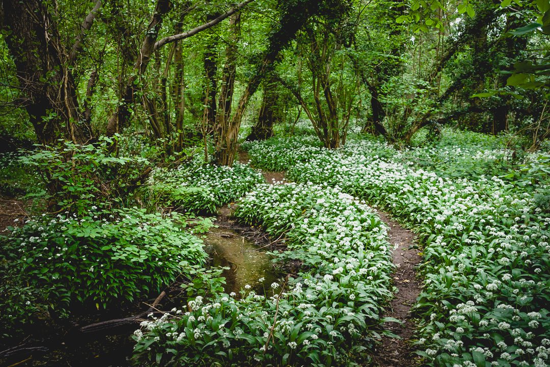 Garlic path. #nikonzf #landscape