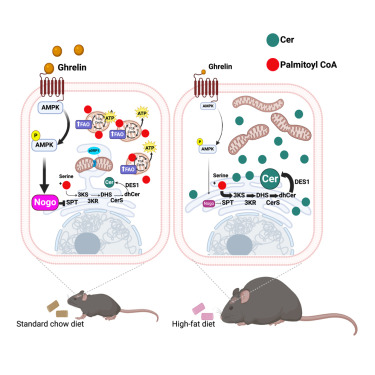 New!  Online now: Endoplasmic reticulum Nogo drives AgRP neuronal activation and feeding behavior dlvr.it/TKbmBz