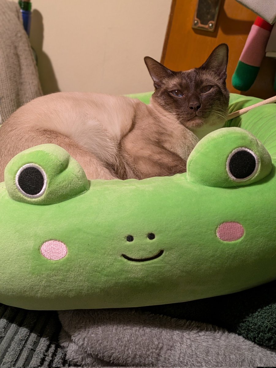 He's just a happy guy in a squishmallow frog 😺