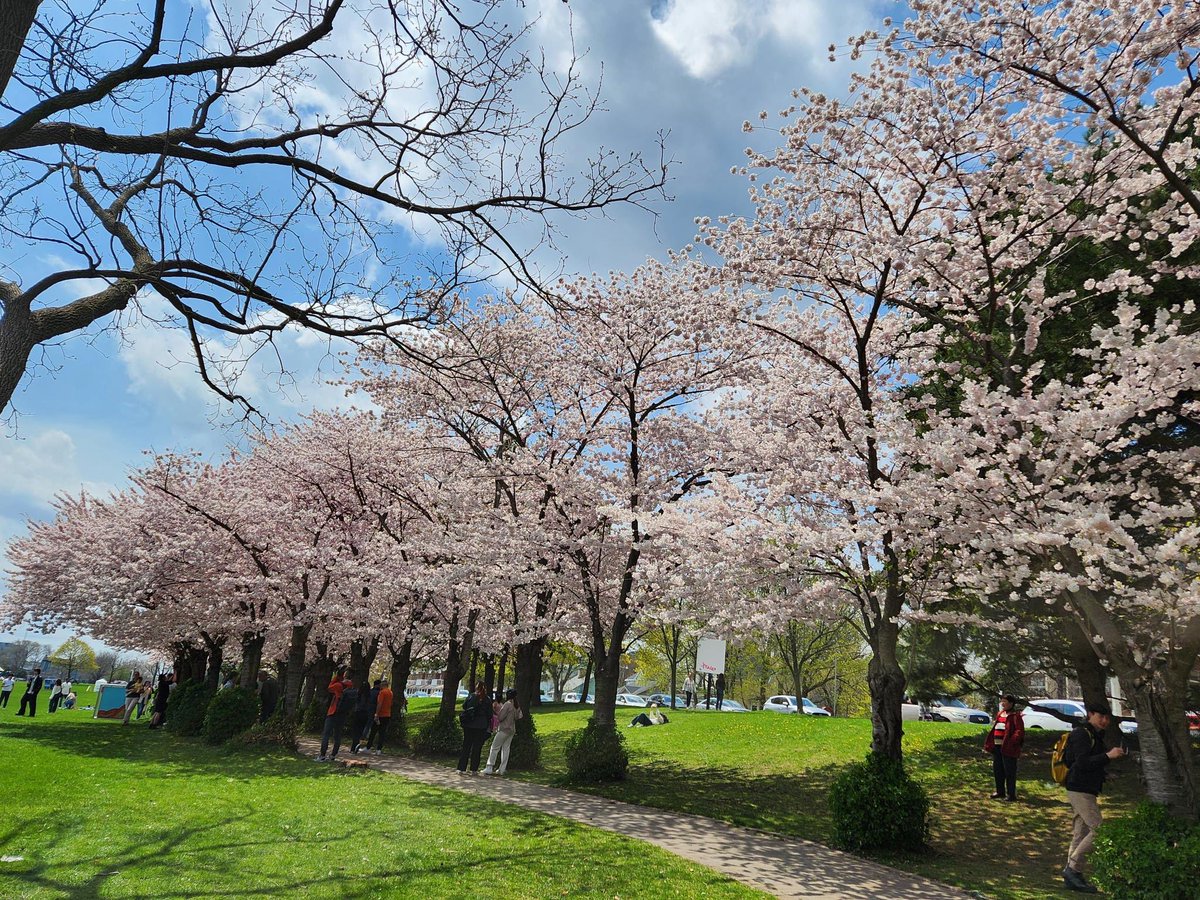 Golden MixNoggle shines amidst cherry blossoms 🌸 ⌐◨-◨
#nouns