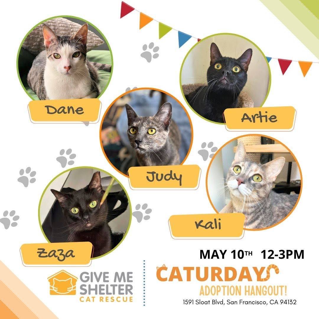 Looking for your next cat? Our adorable kitties can’t wait to meet you &amp; find forever homes!

📅 Mark your calendar for our adoption event!
📍 Where? Petco, 1591 Sloat Blvd
⏰ When? Sat, 5/10, 12-3 PM

Thinking about adopting? Fill out an adoption form in advance-link in bio!