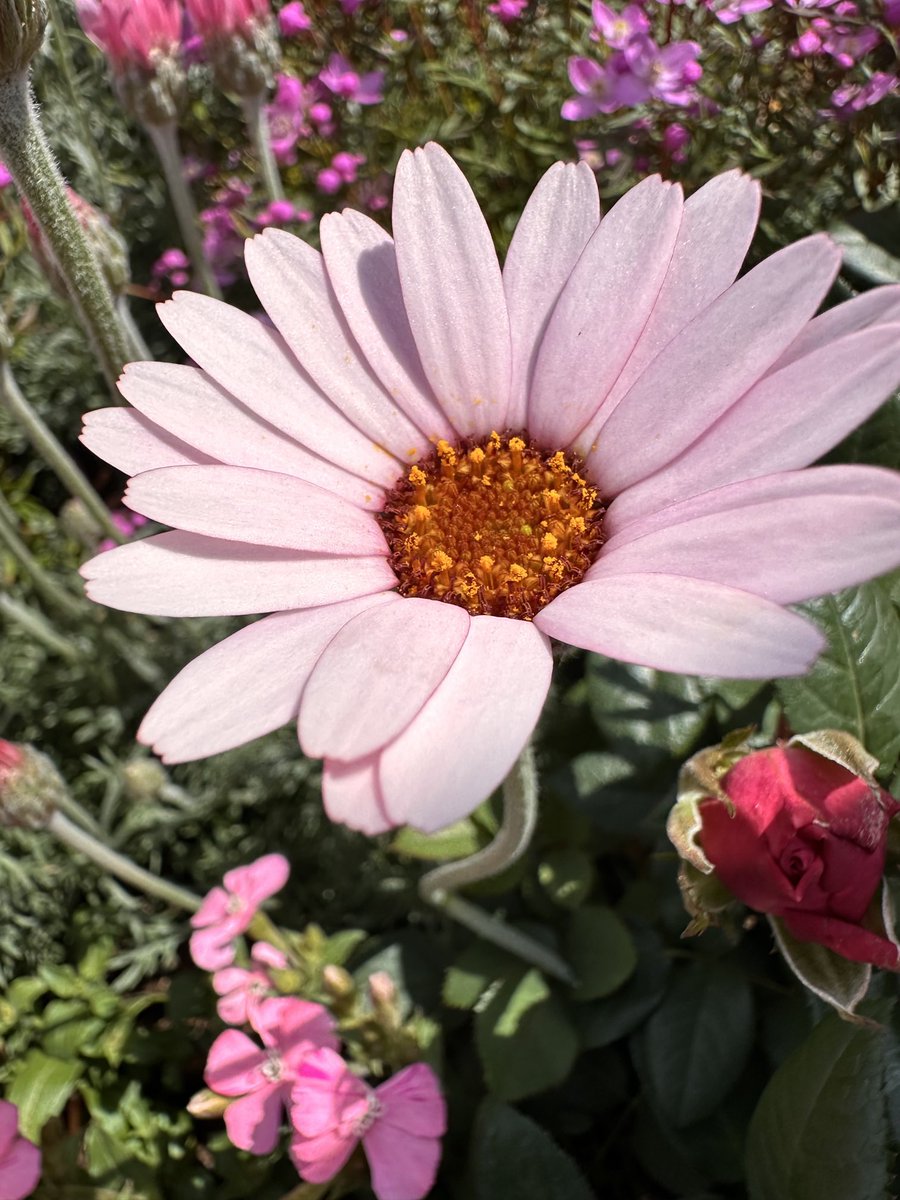 rika_miy's tweet photo. プライド :)
#pride #プライド #confidence #自信 #aflower #花 https://t.co/JOdtIHgqqQ