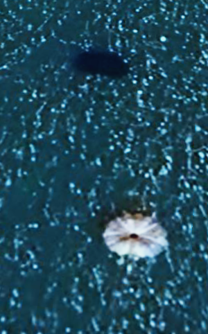 MISFIT_PLAYS's tweet photo. so was messing around on google earth and found the weirdest thing any idea what it could be???

#googlearth #MYSTERY https://t.co/psfdVx8BVR