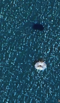 MISFIT_PLAYS's tweet photo. so was messing around on google earth and found the weirdest thing any idea what it could be???

#googlearth #MYSTERY https://t.co/psfdVx8BVR