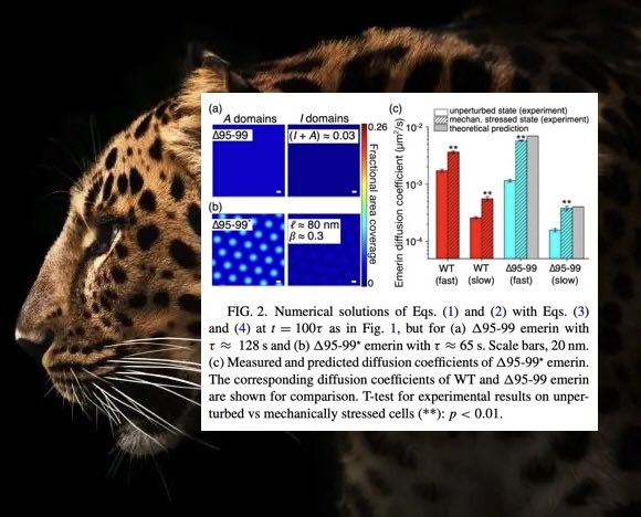 Check out research at journals.aps.org/prresearch/pdf…, model &amp; physics-based avenues for controlling #emerin #nanodomain self-assembly by modifying the emerin reaction or diffusion properties. Emerin has been shown to have diverse functions &lt;eg. gene expression, cell signaling&gt; #proteins