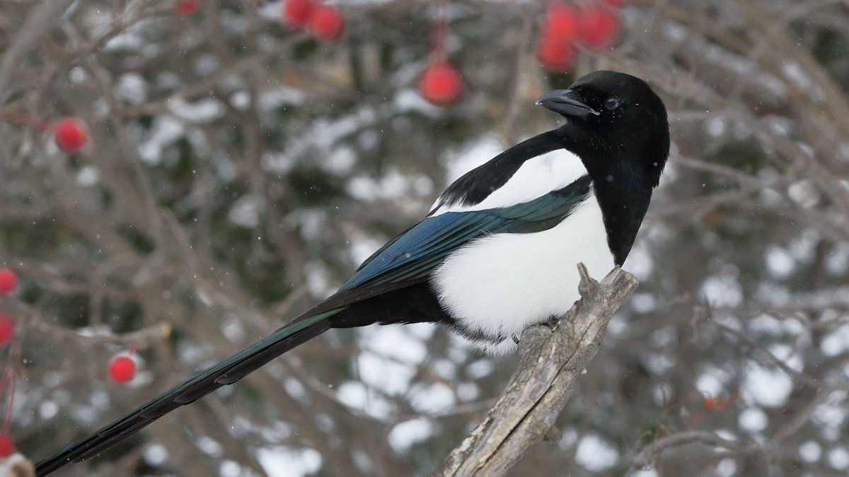 After a 6-month campaign in which an amazing 40,829 votes were cast, we're thrilled to announce that the official winner of the Edmonton City Bird Vote is the Black-billed Magpie! 
📷Jack Waller
#yeg #citybirdvote #edmonton