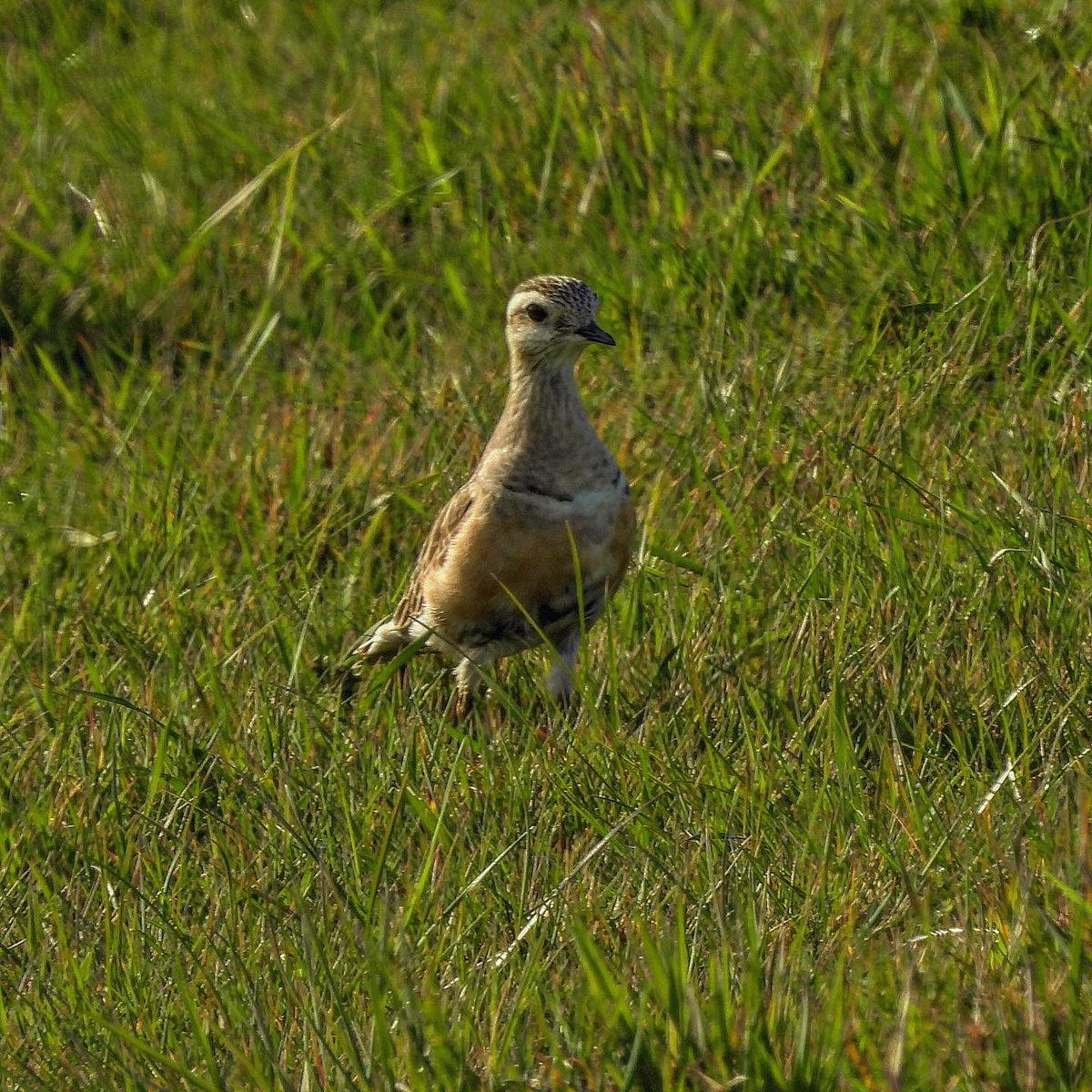 Not wanting to miss out on the Dotterel action, I decided on a quick trip up the Northumberland coast this evening to Druridge Ponds. <a href="/teesbirds1/">teesbirds</a>