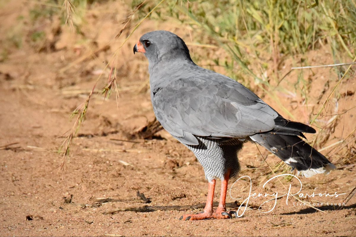 Strange to see a Dark Chanting Goshawk on the ground as we came round a corner. Posed for a split second then took off into the trees…

#birdwatching #birdsofkruger #birdphotography #birdsseenin2025 #africa  #thisiswhyilivehere #goshawk #pringlebaybirding #urbannaturalist