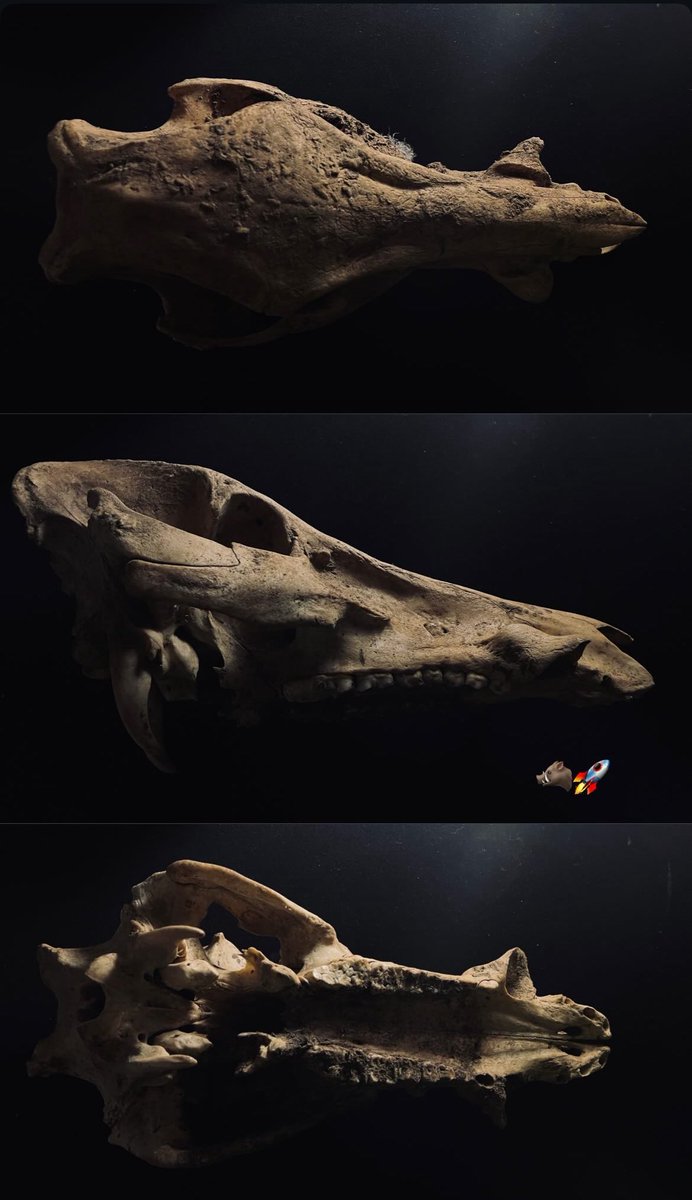 Some form study with animal skeleton 

#bones #formstudy #topology #skeleton
