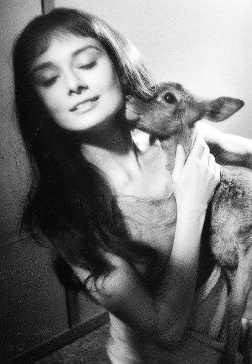 rosierpearl's tweet image. audrey hepburn and her pet fawn, pippin, 1959