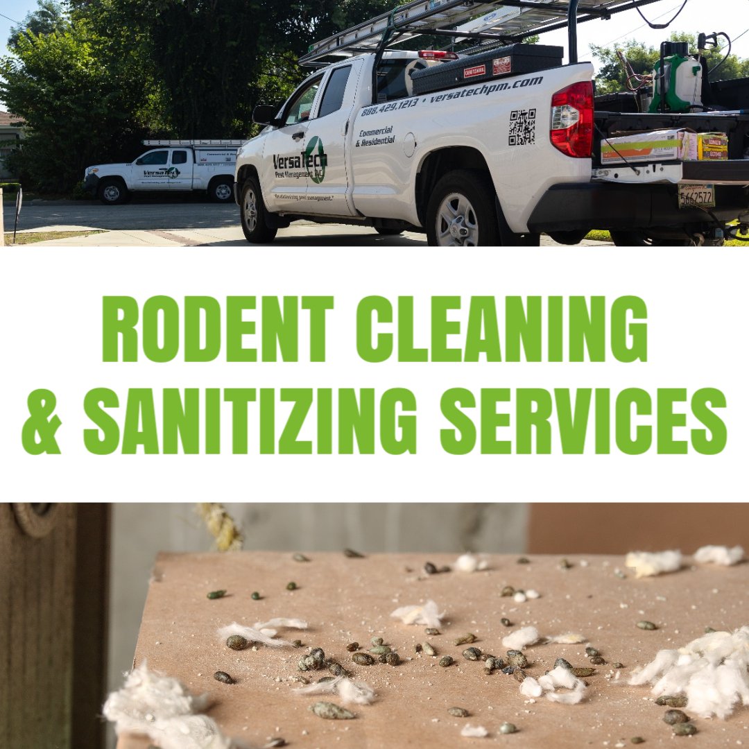 VersaTechPM's tweet photo. Are you seeing rat droppings in your home or attic? The experts at Versa-TechPM® are here for you with trusted, guaranteed #ratextermination &amp; #rodentcleaning &amp; sanitizing services you can count on. Get your free quote (888) 429-1213. #rodentcontrol #VersaTechPM #rats #mice https://t.co/cW1gFJK8l5