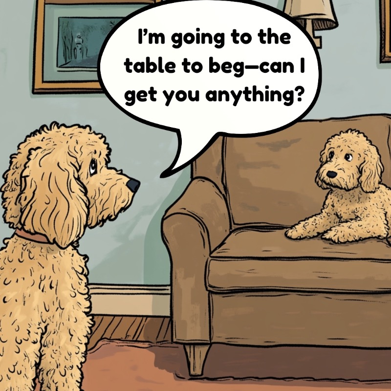 popular_doodle's tweet photo. When begging becomes a team sport… #dogs #dogproblems #doghumor https://t.co/dCQyGlJaZx