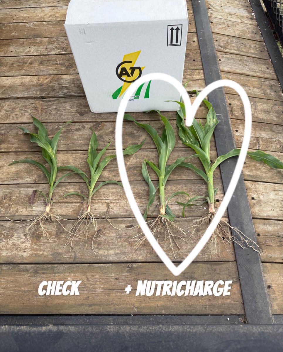 DirectEntInc's tweet image. Showing up and showing out🤘
📸: South Arkansas
Let’s talk about how to take advantage of #NutriCharge technology on your farm!
#theDEIdifference #agronomy #soybeans #corn #wheat #cropresidue #agriculture #farming #seedtreatment #seedtreater #plant25 #planterbox #infurrow