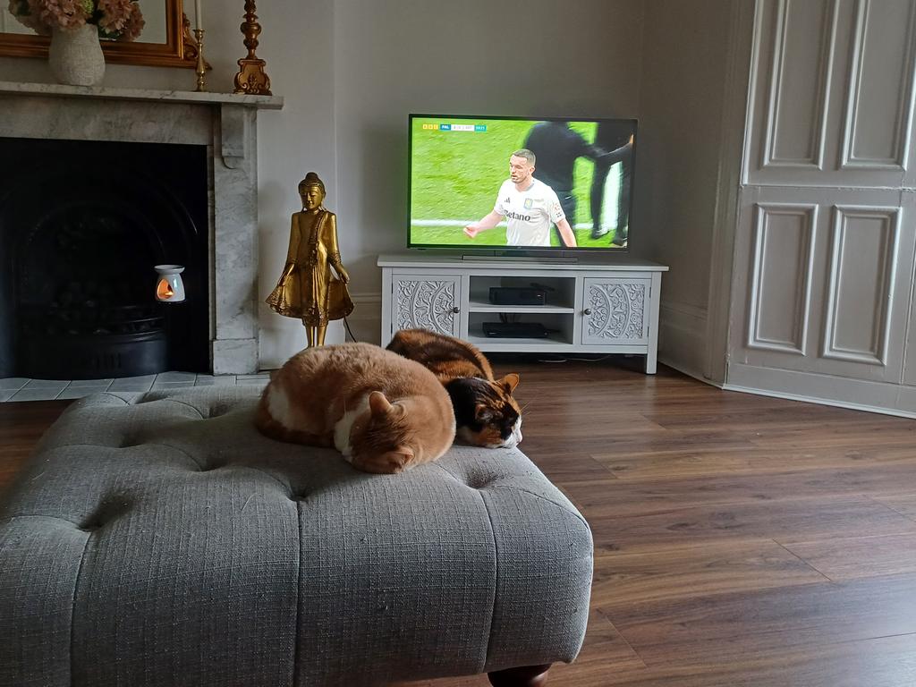 john58_john's tweet photo. @charliersmith1 My cats aren't really into football! 😊 take care, very best wishes. https://t.co/SYuq0w1Bn1
