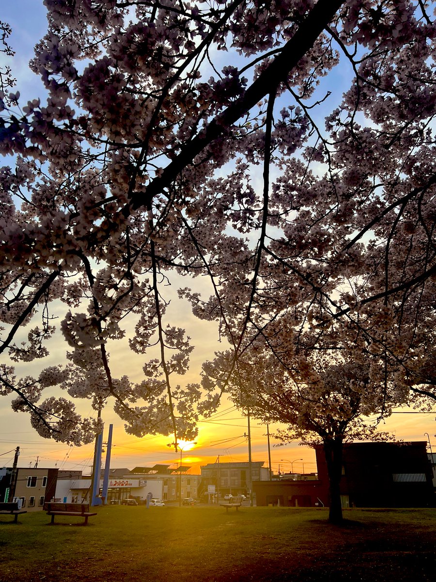 rockchang3's tweet photo. 桜

#桜 #北海道 #石狩 https://t.co/lt2t1bpTCo