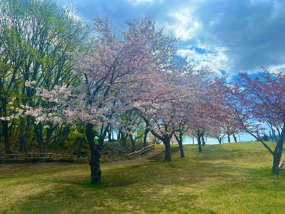 rockchang3's tweet photo. 桜

#桜 #北海道 #石狩 https://t.co/lt2t1bpTCo
