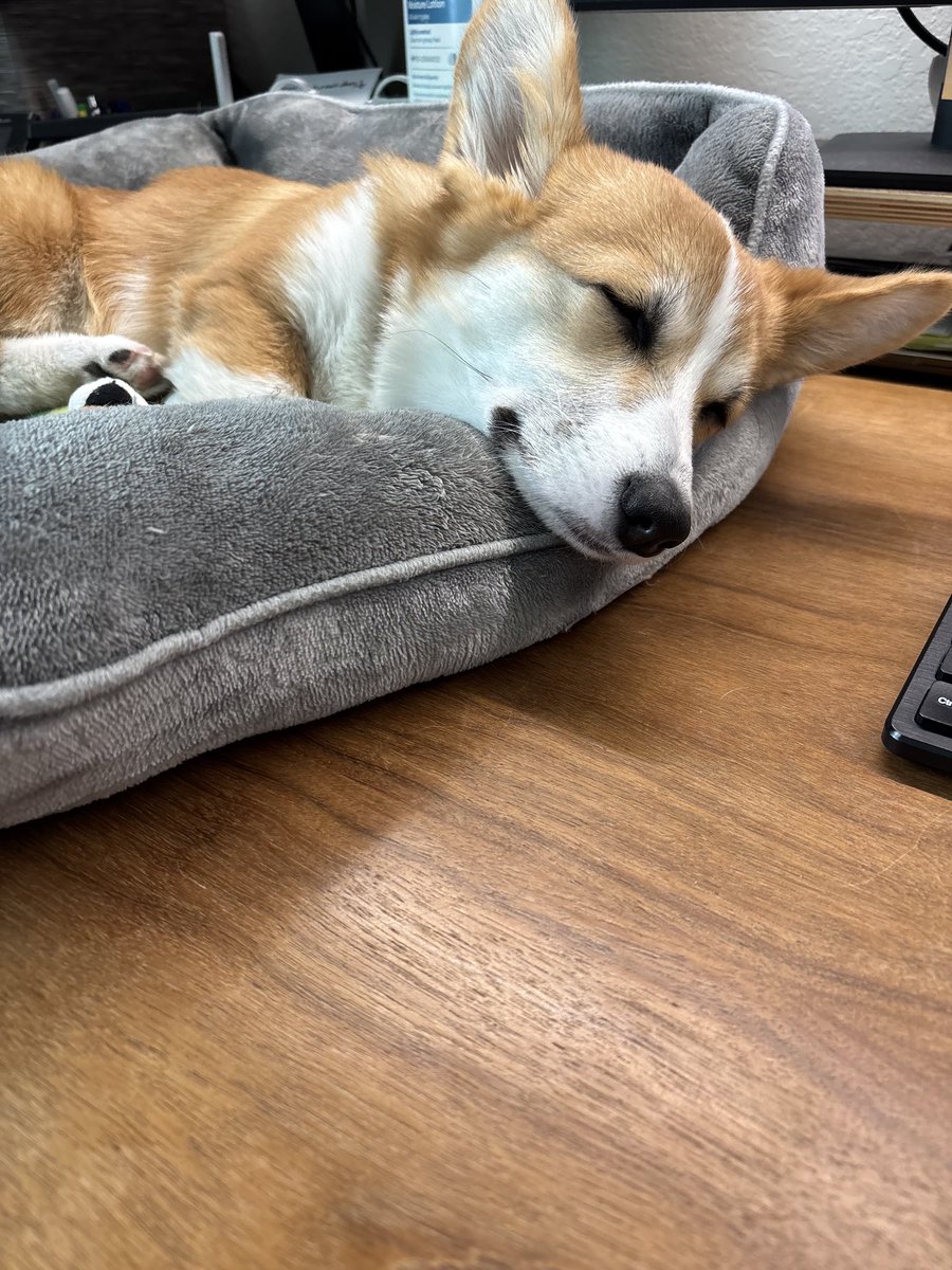 Life of a developers dog 🐕