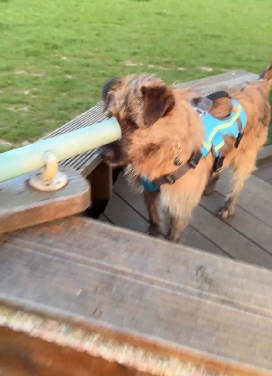 Baxter 💙
East Yorkshire
1 year old-Small/medium size

🐾 Happy, friendly boy ❤️
🐾 Working on toilet training and being left during day.
🐾 Walks well!
🐾 Isn't keen on seeing dogs on walks but is fine living with them.
🐾 Can live with kids 12+

Apply: pawprints2freedom.co.uk/apply