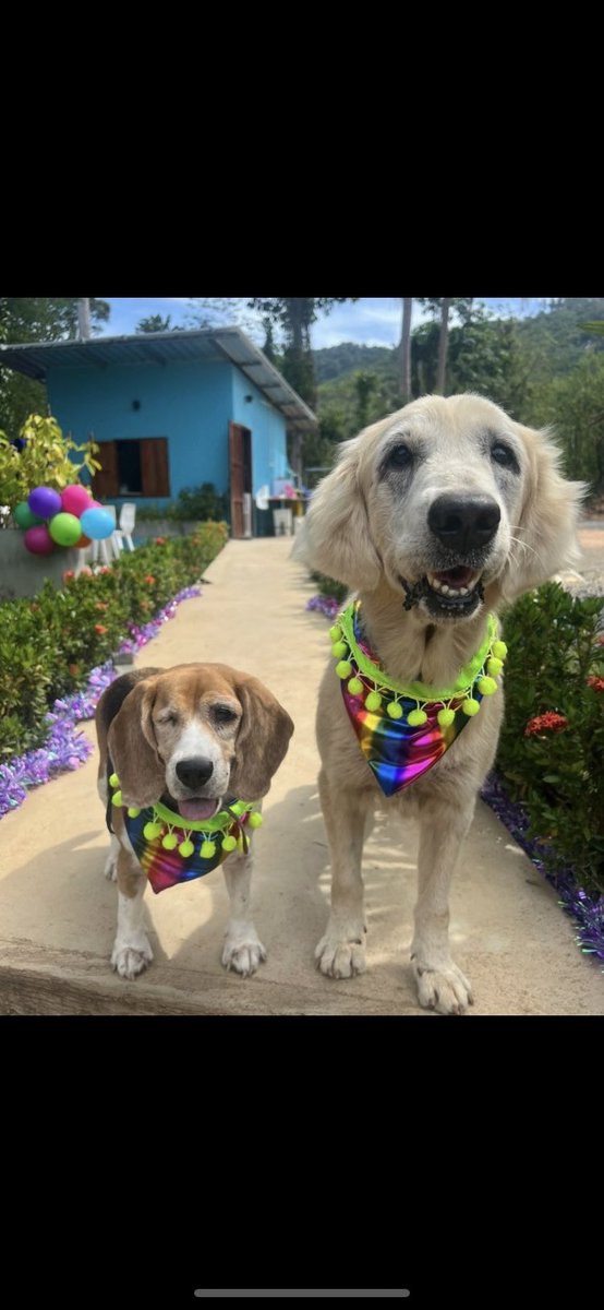 majohn22's tweet photo. @charliersmith1 Sorry to hear this Charlie! Please stay strong and know so many ppl love and admire you, especially with your amazing running 🏃‍♀️
I suggest following @NiallHarbison for amazing uplifting real accounts of his place in Thailand, where he rescues dogs x https://t.co/ZrcbVRduny
