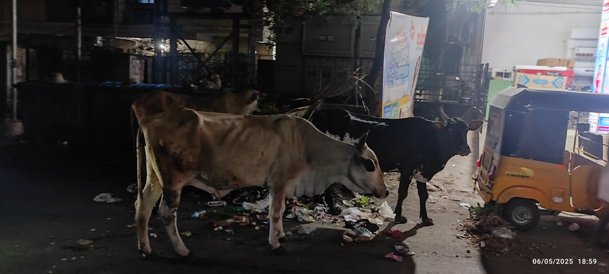 Daily stray cattle blocking the road and feeding on garbage near Sathya Store, Valluvar Salai, Jai Nagar, Arumbakkam—posing a traffic hazard and health risk. Immediate action needed!
<a href="/chennaicorp/">Greater Chennai Corporation</a>  <a href="/ChennaiTraffic/">Greater Chennai Traffic Police</a> #ChennaiCivicIssue #StrayCattle