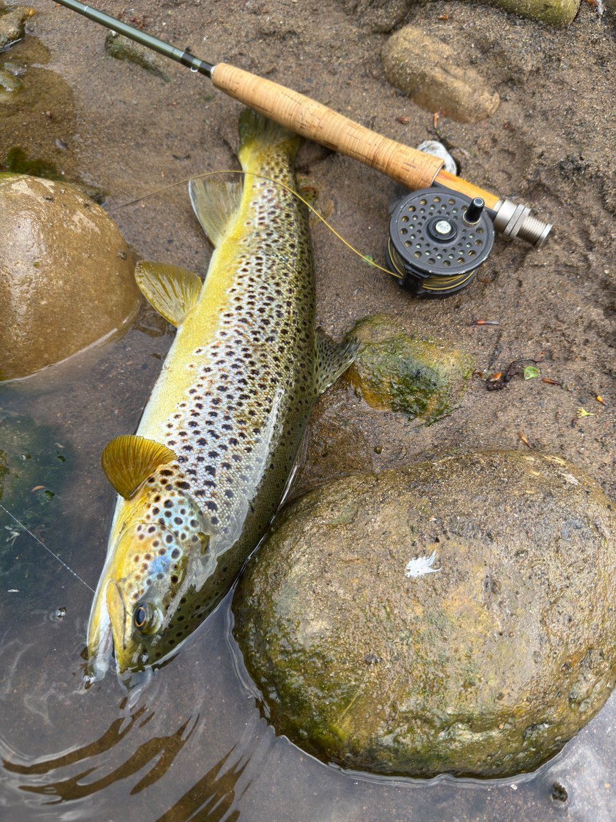 A decent fish from the River Swale today. taken on a dry Brook Dun pattern.  Just under 2lb.